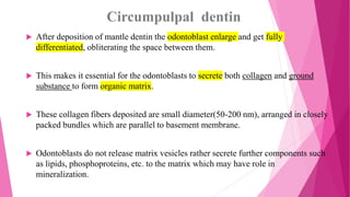Circumpulpal dentin
 After deposition of mantle dentin the odontoblast enlarge and get fully
differentiated, obliterating the space between them.
 This makes it essential for the odontoblasts to secrete both collagen and ground
substance to form organic matrix.
 These collagen fibers deposited are small diameter(50-200 nm), arranged in closely
packed bundles which are parallel to basement membrane.
 Odontoblasts do not release matrix vesicles rather secrete further components such
as lipids, phosphoproteins, etc. to the matrix which may have role in
mineralization.
 