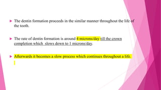  The dentin formation proceeds in the similar manner throughout the life of
the tooth.
 The rate of dentin formation is around 4 microns/day till the crown
completion which slows down to 1 microns/day.
 Afterwards it becomes a slow process which continues throughout a life.
 