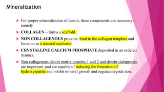Mineralization
 For proper mineralization of dentin, three components are necessary ,
namely
 COLLAGEN – forms a scaffold
 NON COLLAGENOUS proteins- bind to the collagen template and
function as a mineral nucleator.
 CRYSTALLINE CALCIUM PHOSPHATE deposited in an ordered
manner.
 Non collagenous dentin matrix proteins 1 and 2 and dentin sialoprotein
are important ,and are capable of inducing the formation of
hydroxyapatite and inhibit mineral growth and regulate crystal size.
 