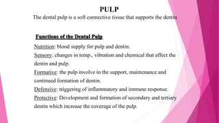 PULP
Nutrition: blood supply for pulp and dentin.
Sensory: changes in temp., vibration and chemical that affect the
dentin and pulp.
Formative: the pulp involve in the support, maintenance and
continued formation of dentin.
Defensive: triggering of inflammatory and immune response.
Protective: Development and formation of secondary and tertiary
dentin which increase the coverage of the pulp.
The dental pulp is a soft connective tissue that supports the dentin
Functions of the Dental Pulp
 