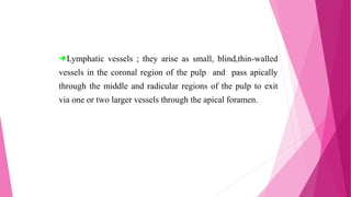 Lymphatic vessels ; they arise as small, blind,thin-walled
vessels in the coronal region of the pulp and pass apically
through the middle and radicular regions of the pulp to exit
via one or two larger vessels through the apical foramen.
 