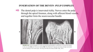 INNERVATION OF THE DENTIN -PULP COMPLEX
The dental pulp is innervated richly. Nerves enter the pulp
through the apical foramen, along with afferent blood vessels,
and together form the neurovascular bundle
 