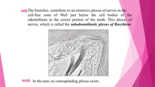 The branches contribute to an extensive plexus of nerves in the
cell-free zone of Weil just below the cell bodies of the
odontoblasts in the crown portion of the tooth. This plexus of
nerves, which is called the subodontoblastic plexus of Raschkow.
.
In the root, no corresponding plexus exists.
 