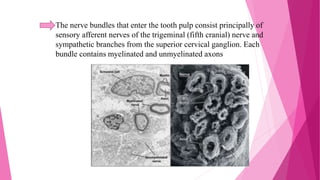 The nerve bundles that enter the tooth pulp consist principally of
sensory afferent nerves of the trigeminal (fifth cranial) nerve and
sympathetic branches from the superior cervical ganglion. Each
bundle contains myelinated and unmyelinated axons
TEM SEM
 