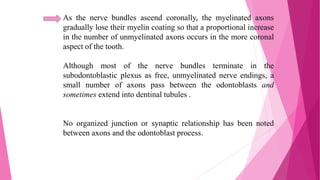As the nerve bundles ascend coronally, the myelinated axons
gradually lose their myelin coating so that a proportional increase
in the number of unmyelinated axons occurs in the more coronal
aspect of the tooth.
Although most of the nerve bundles terminate in the
subodontoblastic plexus as free, unmyelinated nerve endings, a
small number of axons pass between the odontoblasts and
sometimes extend into dentinal tubules .
No organized junction or synaptic relationship has been noted
between axons and the odontoblast process.
 