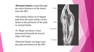 •Dentinal tubules extend through
the entire thickness of the dentin
from the DEJ.
•The tubules follow an S-shaped
path from the outer surface of the
dentin to the perimeter of the pulp
in coronal dentin.
•S- Shape curvature is least
pronounced beneath the incisal
edges and cusps.
•Dentinal tubules are larger near
the pulp and thinnest at the DEJ
 