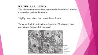 PERITUBULAR DENTIN :
•The dentin that immediately surrounds the dentinal tubules
is termed as peritubular dentin
•Highly mineralised than intertubular dentin
•Twice as thick in outer dentin ( approx. 75 microns) than
inner dentin (approx 0.4 microns )
 
