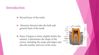 Introduction
 Second layer of the tooth.
 Structure that provides the bulk and
general form of the tooth
 Since it begins to form slightly before the
enamel, it determines the shape of the
crown, including the cusps and ridges and
also the number and size of the roots.
 