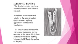 SCLEROTIC DENTIN :
•The dentinal tubules that have
become occluded with calcified
material.
•When this occurs in several
tubules in the same area, the
dentin assumes a glassy
appearance and becomes
translucent.
•The amount of sclerotic dentin
increases with age and is most
common in the apical third of the
root and in the crown midway
between the DEJ and the surface
of the pulp.
 