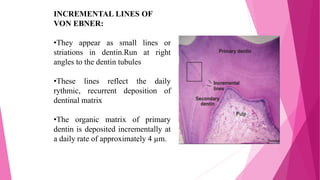 INCREMENTAL LINES OF
VON EBNER:
•They appear as small lines or
striations in dentin.Run at right
angles to the dentin tubules
•These lines reflect the daily
rythmic, recurrent deposition of
dentinal matrix
•The organic matrix of primary
dentin is deposited incrementally at
a daily rate of approximately 4 µm.
 