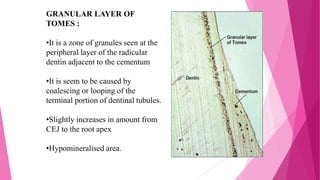 GRANULAR LAYER OF
TOMES :
•It is a zone of granules seen at the
peripheral layer of the radicular
dentin adjacent to the cementum
•It is seem to be caused by
coalescing or looping of the
terminal portion of dentinal tubules.
•Slightly increases in amount from
CEJ to the root apex
•Hypomineralised area.
 