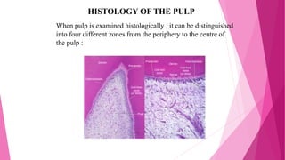 HISTOLOGY OF THE PULP
When pulp is examined histologically , it can be distinguished
into four different zones from the periphery to the centre of
the pulp :
 