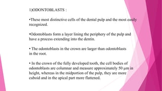 1)ODONTOBLASTS :
•These most distinctive cells of the dental pulp and the most easily
recognized.
•Odontoblasts form a layer lining the periphery of the pulp and
have a process extending into the dentin.
• The odontoblasts in the crown are larger than odontoblasts
in the root.
• In the crown of the fully developed tooth, the cell bodies of
odontoblasts are columnar and measure approximately 50 µm in
height, whereas in the midportion of the pulp, they are more
cuboid and in the apical part more flattened.
 