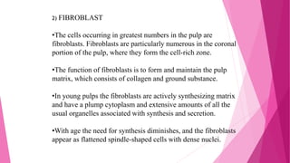 2) FIBROBLAST
•The cells occurring in greatest numbers in the pulp are
fibroblasts. Fibroblasts are particularly numerous in the coronal
portion of the pulp, where they form the cell-rich zone.
•The function of fibroblasts is to form and maintain the pulp
matrix, which consists of collagen and ground substance.
•In young pulps the fibroblasts are actively synthesizing matrix
and have a plump cytoplasm and extensive amounts of all the
usual organelles associated with synthesis and secretion.
•With age the need for synthesis diminishes, and the fibroblasts
appear as flattened spindle-shaped cells with dense nuclei.
 