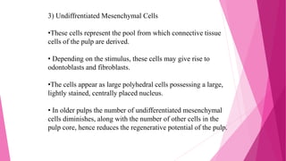 3) Undiffrentiated Mesenchymal Cells
•These cells represent the pool from which connective tissue
cells of the pulp are derived.
• Depending on the stimulus, these cells may give rise to
odontoblasts and fibroblasts.
•The cells appear as large polyhedral cells possessing a large,
lightly stained, centrally placed nucleus.
• In older pulps the number of undifferentiated mesenchymal
cells diminishes, along with the number of other cells in the
pulp core, hence reduces the regenerative potential of the pulp.
 
