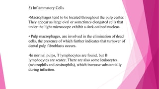 5) Inflammatory Cells
•Macrophages tend to be located throughout the pulp center.
They appear as large oval or sometimes elongated cells that
under the light microscope exhibit a dark-stained nucleus.
• Pulp macrophages, are involved in the elimination of dead
cells, the presence of which further indicates that turnover of
dental pulp fibroblasts occurs.
•In normal pulps, T lymphocytes are found, but B
lymphocytes are scarce. There are also some leukocytes
(neutrophils and eosinophils), which increase substantially
during infection.
 