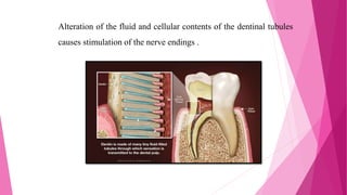 Alteration of the fluid and cellular contents of the dentinal tubules
causes stimulation of the nerve endings .
 