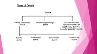 Types of Dentin
Dentin
Primary physiologic
dentin
Secondary physiologic
dentin
Tertiary dentin or
reparative dentin or
reactionary dentin or
irregular secondary dentin
Mantle
dentin
Circumpulpal
dentin
Peritubular
dentin
Intertubular
dentin
 