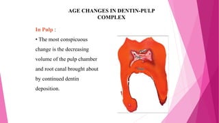AGE CHANGES IN DENTIN-PULP
COMPLEX
In Pulp :
• The most conspicuous
change is the decreasing
volume of the pulp chamber
and root canal brought about
by continued dentin
deposition.
 