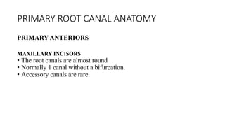 PRIMARY ROOT CANAL ANATOMY
PRIMARY ANTERIORS
MAXILLARY INCISORS
• The root canals are almost round
• Normally 1 canal without a bifurcation.
• Accessory canals are rare.
 