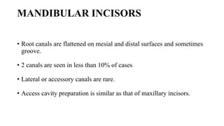 MANDIBULAR INCISORS
• Root canals are flattened on mesial and distal surfaces and sometimes
groove.
• 2 canals are seen in less than 10% of cases
• Lateral or accessory canals are rare.
• Access cavity preparation is similar as that of maxillary incisors.
 