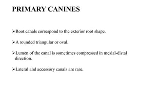 PRIMARY CANINES
Root canals correspond to the exterior root shape.
A rounded triangular or oval.
Lumen of the canal is sometimes compressed in mesial-distal
direction.
Lateral and accessory canals are rare.
 