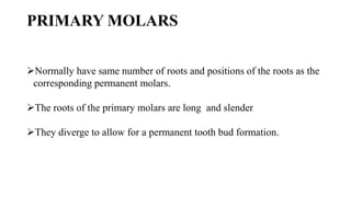 PRIMARY MOLARS
Normally have same number of roots and positions of the roots as the
corresponding permanent molars.
The roots of the primary molars are long and slender
They diverge to allow for a permanent tooth bud formation.
 