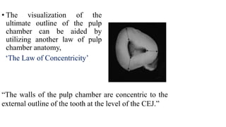 • The visualization of the
ultimate outline of the pulp
chamber can be aided by
utilizing another law of pulp
chamber anatomy,
‘The Law of Concentricity’
“The walls of the pulp chamber are concentric to the
external outline of the tooth at the level of the CEJ.”
 