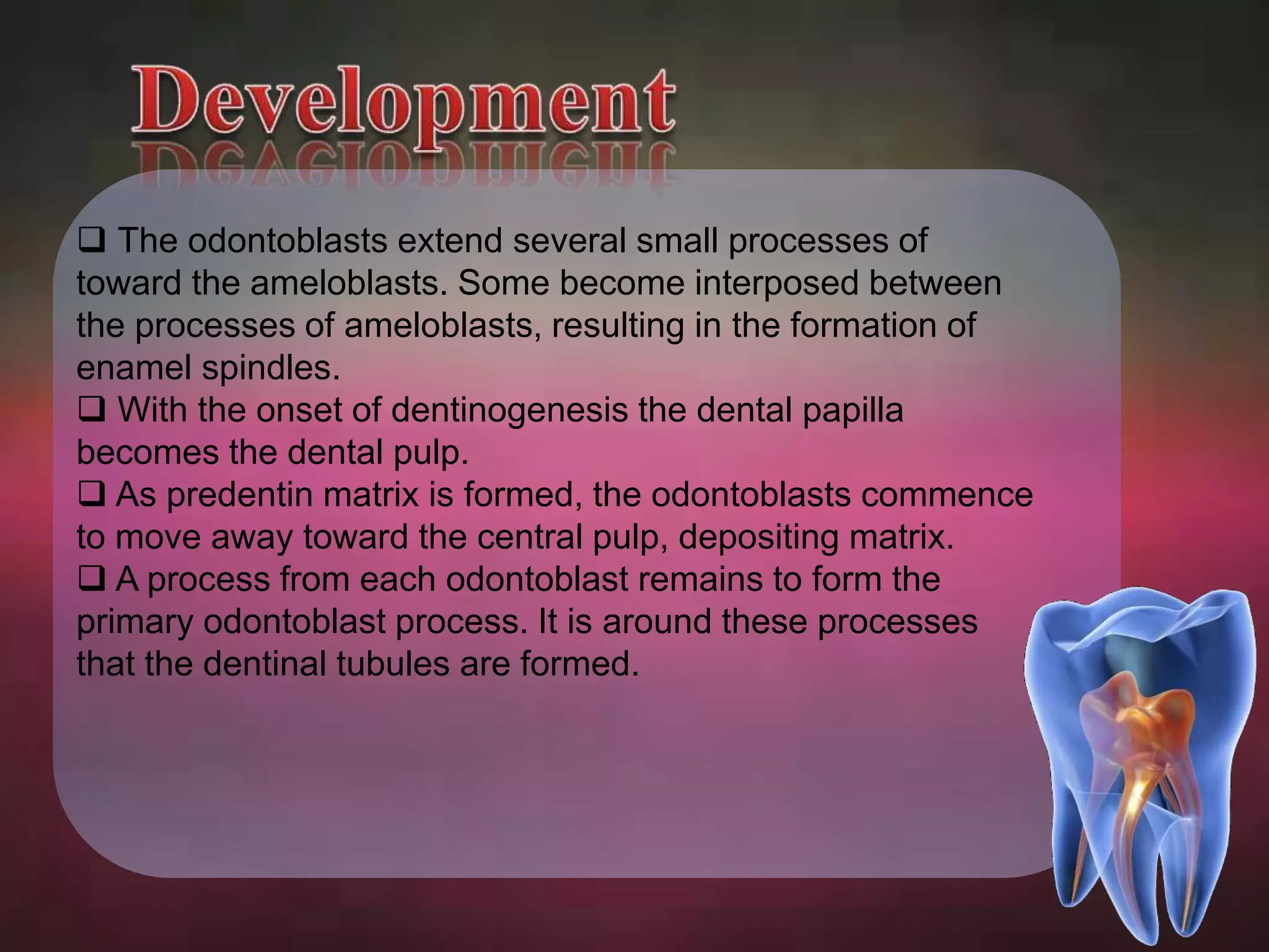  The odontoblasts extend several small processes of 
toward the ameloblasts. Some become interposed between 
the processes of ameloblasts, resulting in the formation of 
enamel spindles. 
 With the onset of dentinogenesis the dental papilla 
becomes the dental pulp. 
 As predentin matrix is formed, the odontoblasts commence 
to move away toward the central pulp, depositing matrix. 
 A process from each odontoblast remains to form the 
primary odontoblast process. It is around these processes 
that the dentinal tubules are formed. 
 