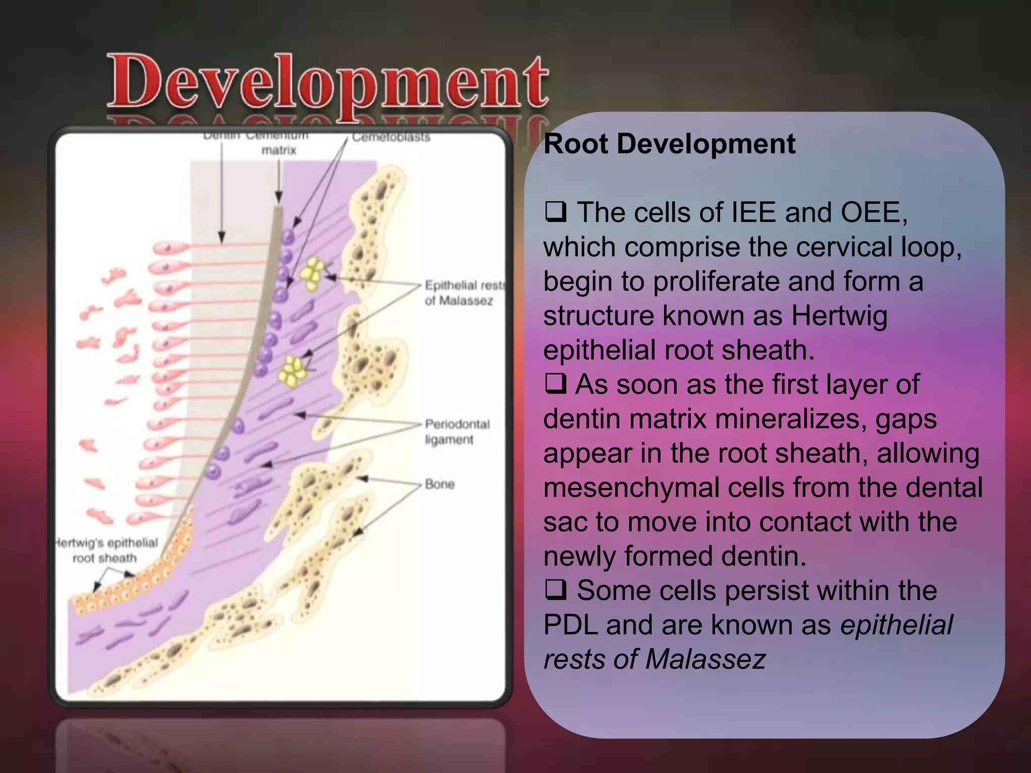 Root Development 
 The cells of IEE and OEE, 
which comprise the cervical loop, 
begin to proliferate and form a 
structure known as Hertwig 
epithelial root sheath. 
 As soon as the first layer of 
dentin matrix mineralizes, gaps 
appear in the root sheath, allowing 
mesenchymal cells from the dental 
sac to move into contact with the 
newly formed dentin. 
 Some cells persist within the 
PDL and are known as epithelial 
rests of Malassez 
 