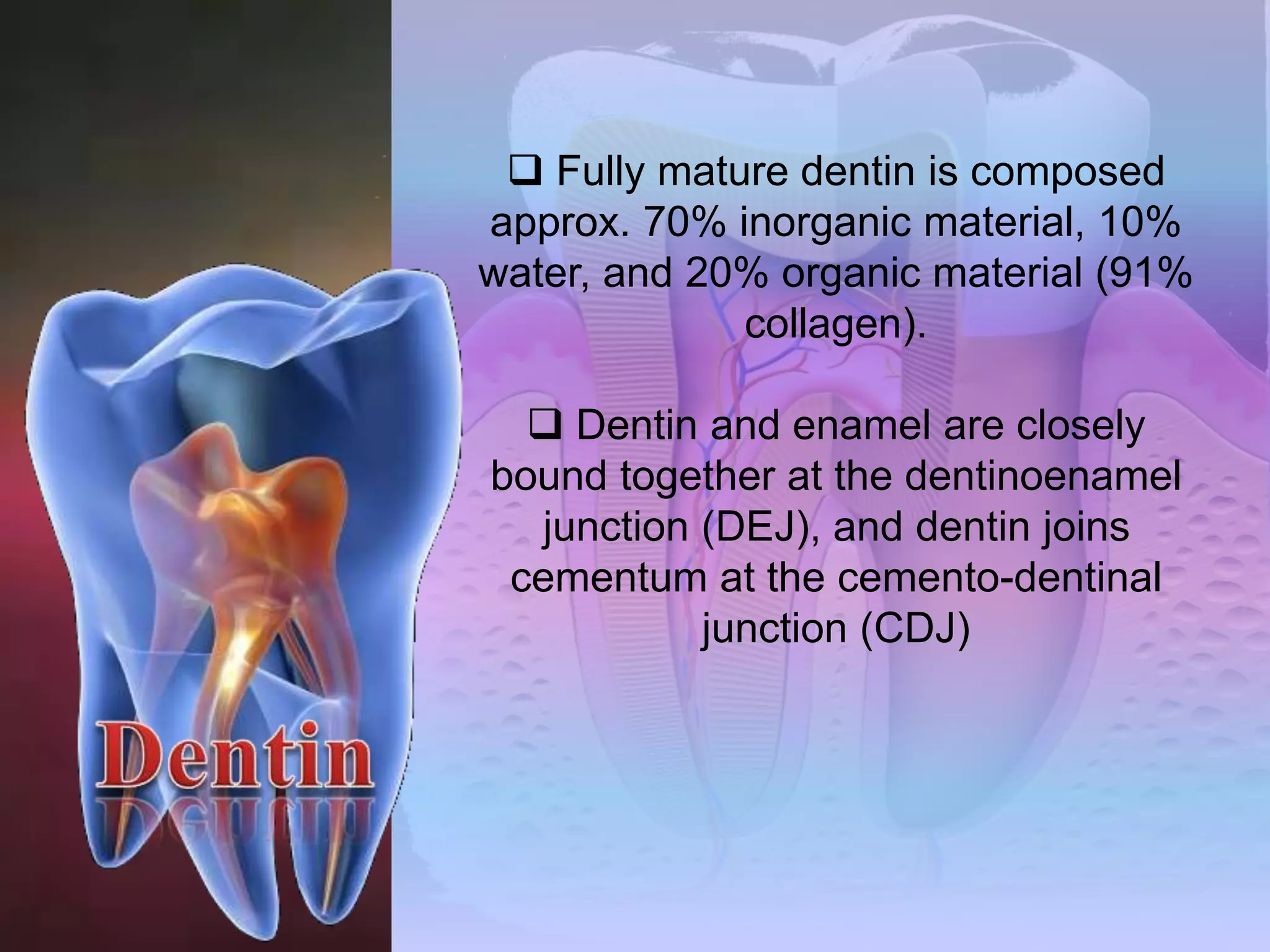  Fully mature dentin is composed 
approx. 70% inorganic material, 10% 
water, and 20% organic material (91% 
collagen). 
 Dentin and enamel are closely 
bound together at the dentinoenamel 
junction (DEJ), and dentin joins 
cementum at the cemento-dentinal 
junction (CDJ) 
 