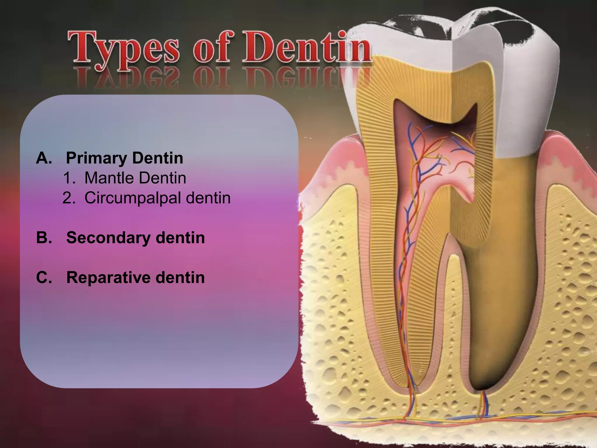 A. Primary Dentin 
1. Mantle Dentin 
2. Circumpalpal dentin 
B. Secondary dentin 
C. Reparative dentin 
 