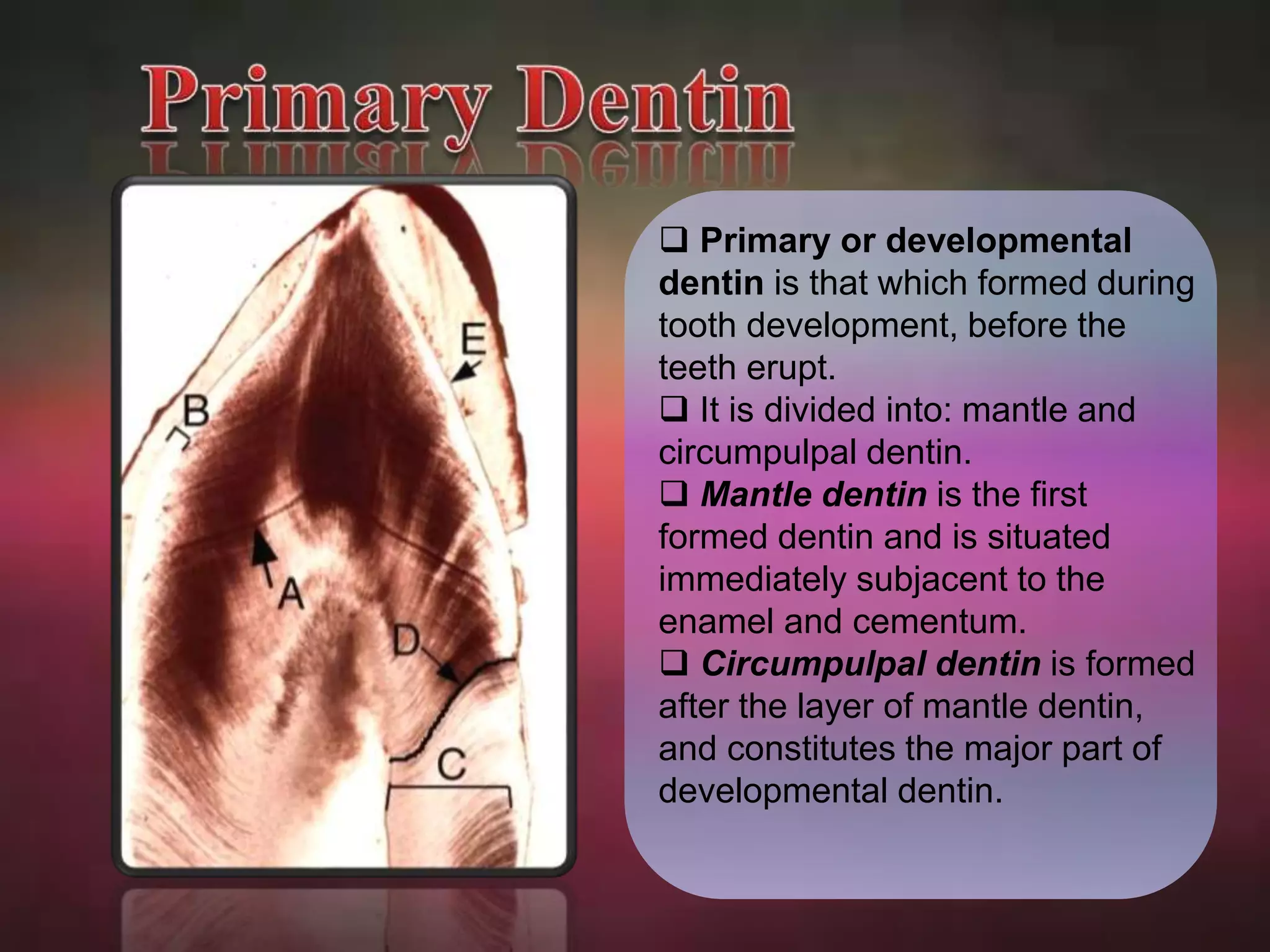  Primary or developmental 
dentin is that which formed during 
tooth development, before the 
teeth erupt. 
 It is divided into: mantle and 
circumpulpal dentin. 
 Mantle dentin is the first 
formed dentin and is situated 
immediately subjacent to the 
enamel and cementum. 
 Circumpulpal dentin is formed 
after the layer of mantle dentin, 
and constitutes the major part of 
developmental dentin. 
 