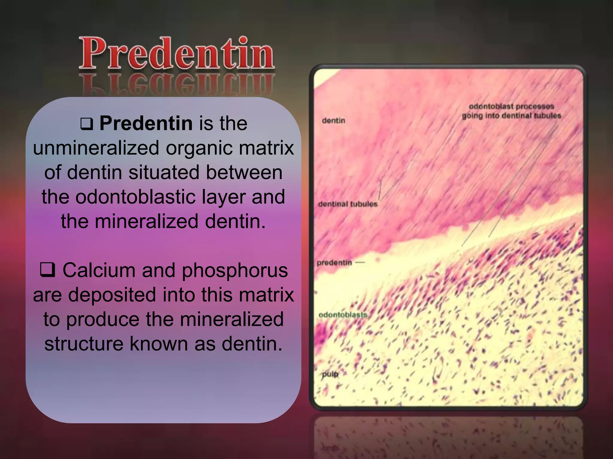  Predentin is the 
unmineralized organic matrix 
of dentin situated between 
the odontoblastic layer and 
the mineralized dentin. 
 Calcium and phosphorus 
are deposited into this matrix 
to produce the mineralized 
structure known as dentin. 
 