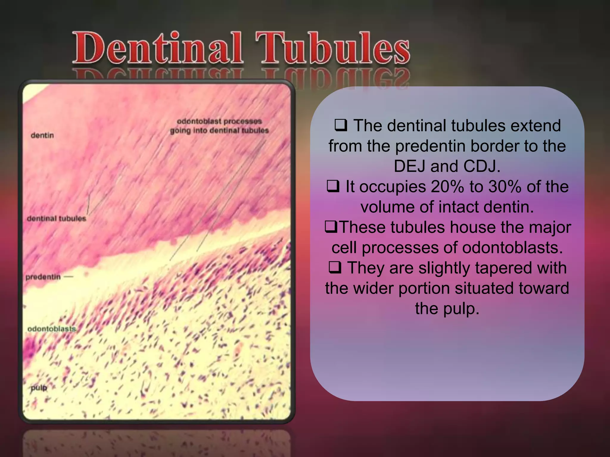 The dentinal tubules extend 
from the predentin border to the 
DEJ and CDJ. 
 It occupies 20% to 30% of the 
volume of intact dentin. 
These tubules house the major 
cell processes of odontoblasts. 
 They are slightly tapered with 
the wider portion situated toward 
the pulp. 
 