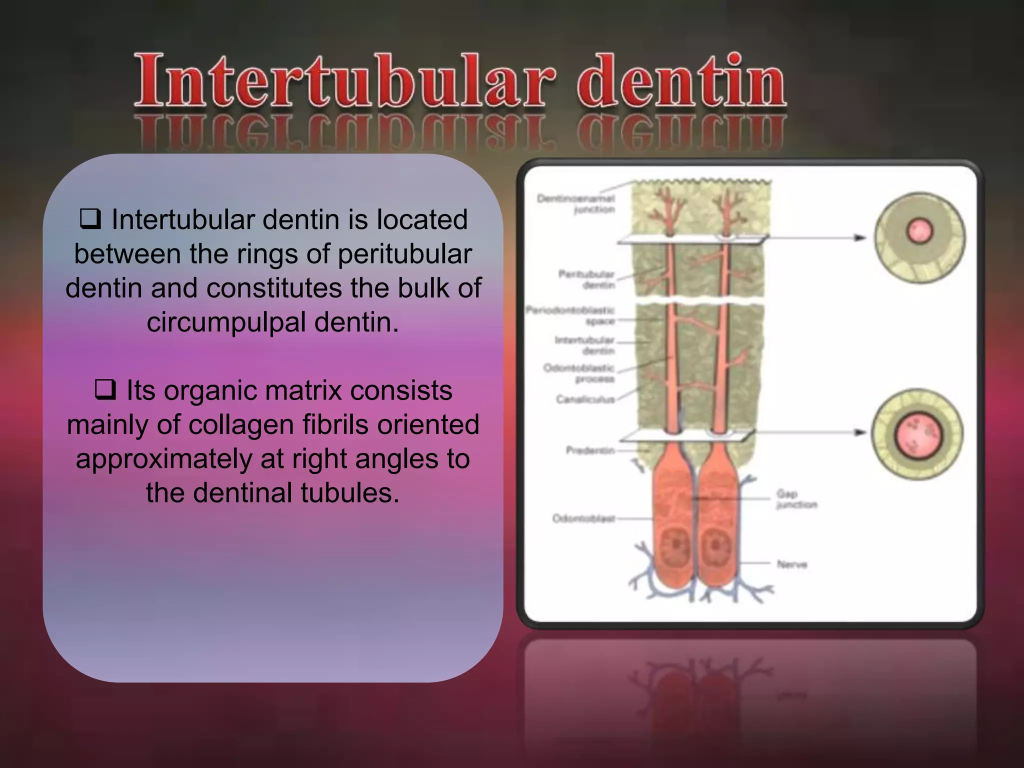  Intertubular dentin is located 
between the rings of peritubular 
dentin and constitutes the bulk of 
circumpulpal dentin. 
 Its organic matrix consists 
mainly of collagen fibrils oriented 
approximately at right angles to 
the dentinal tubules. 
 