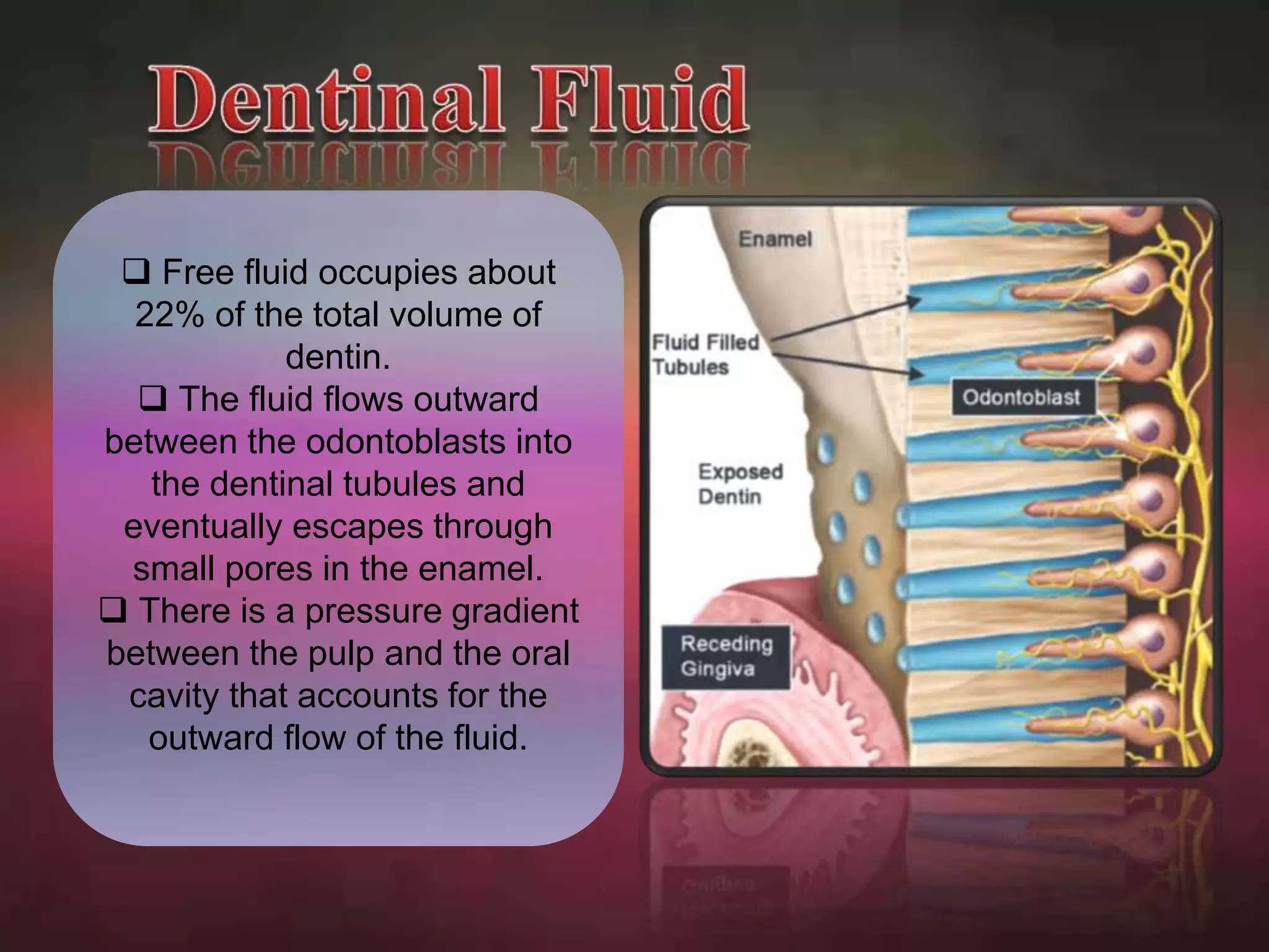  Free fluid occupies about 
22% of the total volume of 
dentin. 
 The fluid flows outward 
between the odontoblasts into 
the dentinal tubules and 
eventually escapes through 
small pores in the enamel. 
 There is a pressure gradient 
between the pulp and the oral 
cavity that accounts for the 
outward flow of the fluid. 
 