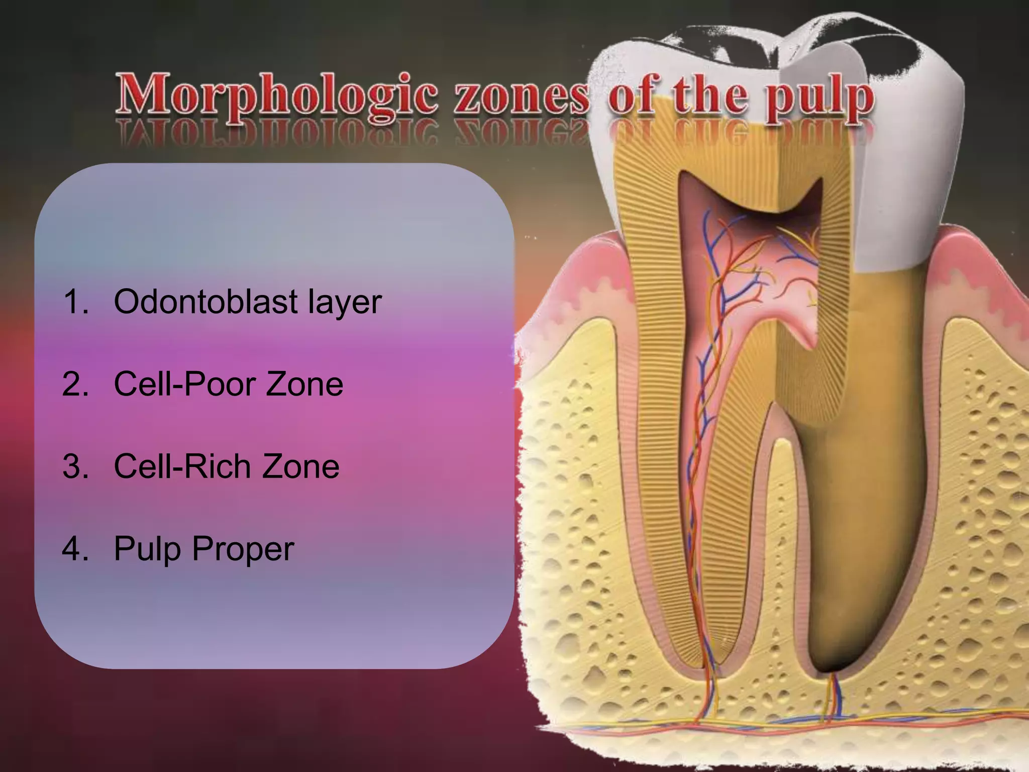 1. Odontoblast layer 
2. Cell-Poor Zone 
3. Cell-Rich Zone 
4. Pulp Proper 
 