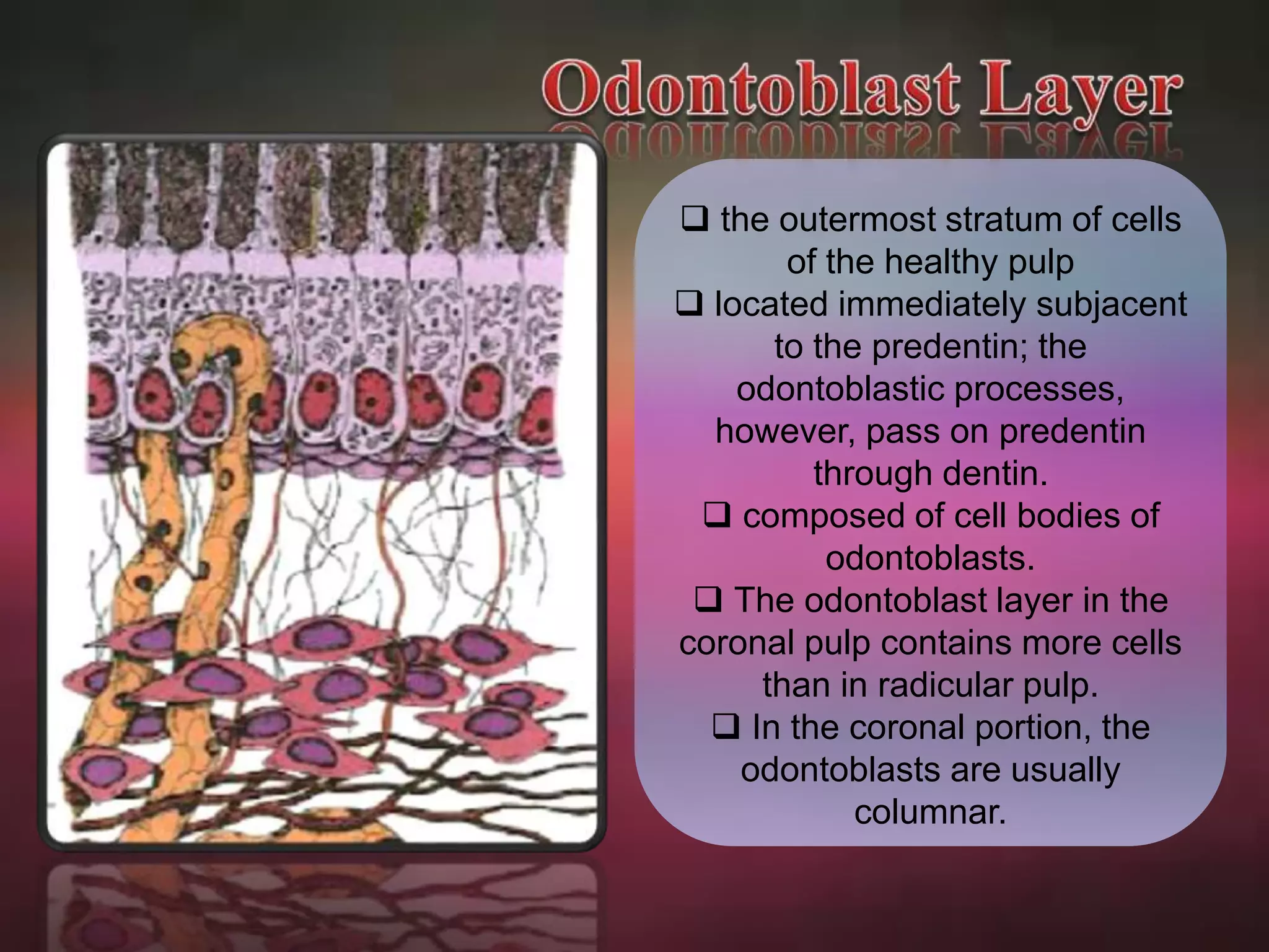  the outermost stratum of cells 
of the healthy pulp 
 located immediately subjacent 
to the predentin; the 
odontoblastic processes, 
however, pass on predentin 
through dentin. 
 composed of cell bodies of 
odontoblasts. 
 The odontoblast layer in the 
coronal pulp contains more cells 
than in radicular pulp. 
 In the coronal portion, the 
odontoblasts are usually 
columnar. 
 