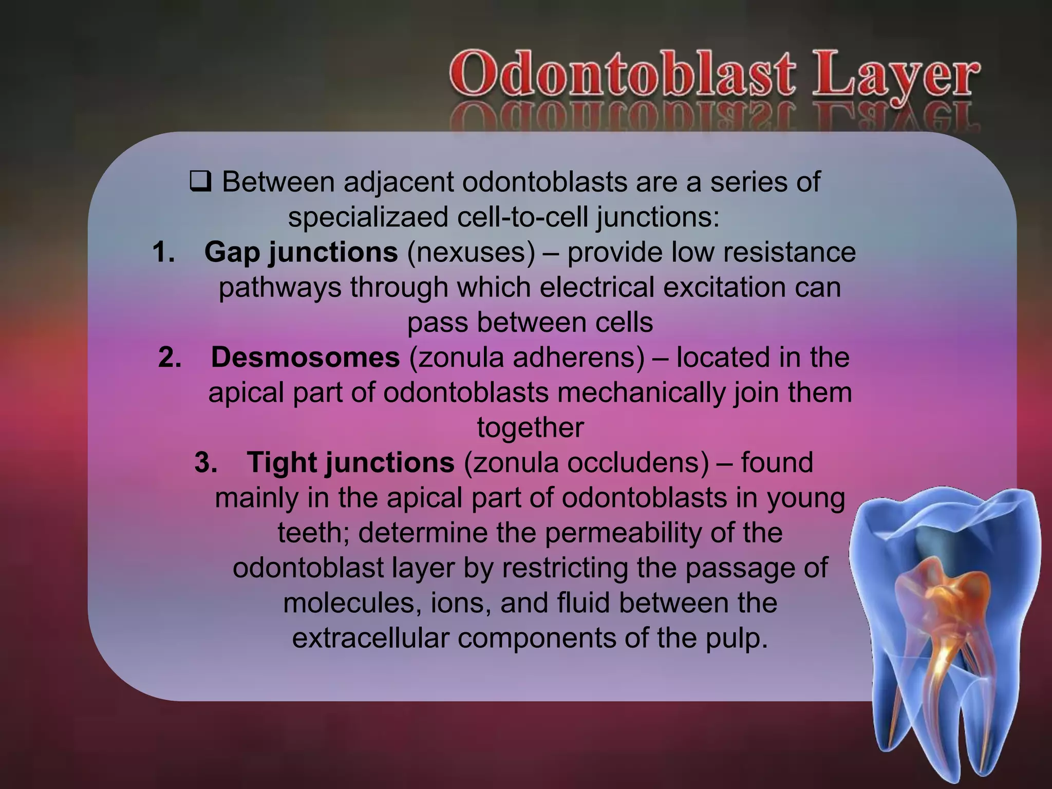  Between adjacent odontoblasts are a series of 
specializaed cell-to-cell junctions: 
1. Gap junctions (nexuses) – provide low resistance 
pathways through which electrical excitation can 
pass between cells 
2. Desmosomes (zonula adherens) – located in the 
apical part of odontoblasts mechanically join them 
together 
3. Tight junctions (zonula occludens) – found 
mainly in the apical part of odontoblasts in young 
teeth; determine the permeability of the 
odontoblast layer by restricting the passage of 
molecules, ions, and fluid between the 
extracellular components of the pulp. 
 