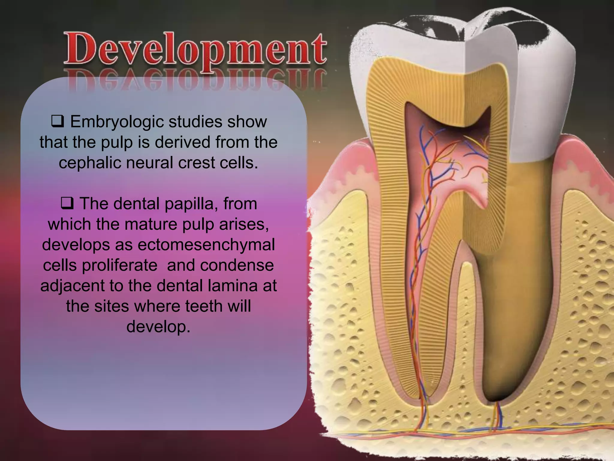  Embryologic studies show 
that the pulp is derived from the 
cephalic neural crest cells. 
 The dental papilla, from 
which the mature pulp arises, 
develops as ectomesenchymal 
cells proliferate and condense 
adjacent to the dental lamina at 
the sites where teeth will 
develop. 
 
