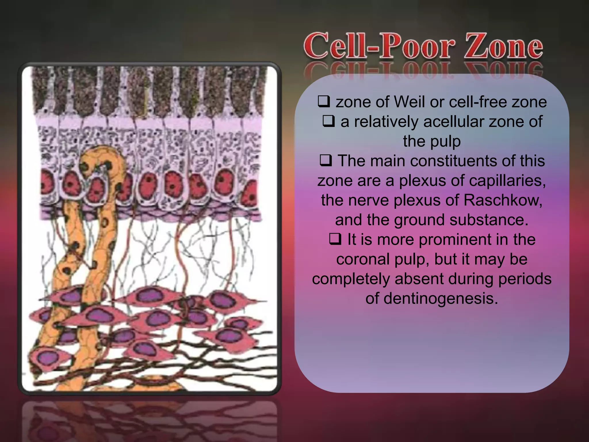  zone of Weil or cell-free zone 
 a relatively acellular zone of 
the pulp 
 The main constituents of this 
zone are a plexus of capillaries, 
the nerve plexus of Raschkow, 
and the ground substance. 
 It is more prominent in the 
coronal pulp, but it may be 
completely absent during periods 
of dentinogenesis. 
 