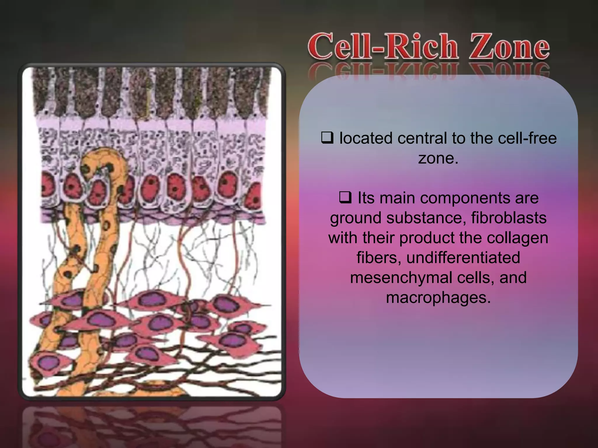  located central to the cell-free 
zone. 
 Its main components are 
ground substance, fibroblasts 
with their product the collagen 
fibers, undifferentiated 
mesenchymal cells, and 
macrophages. 
 