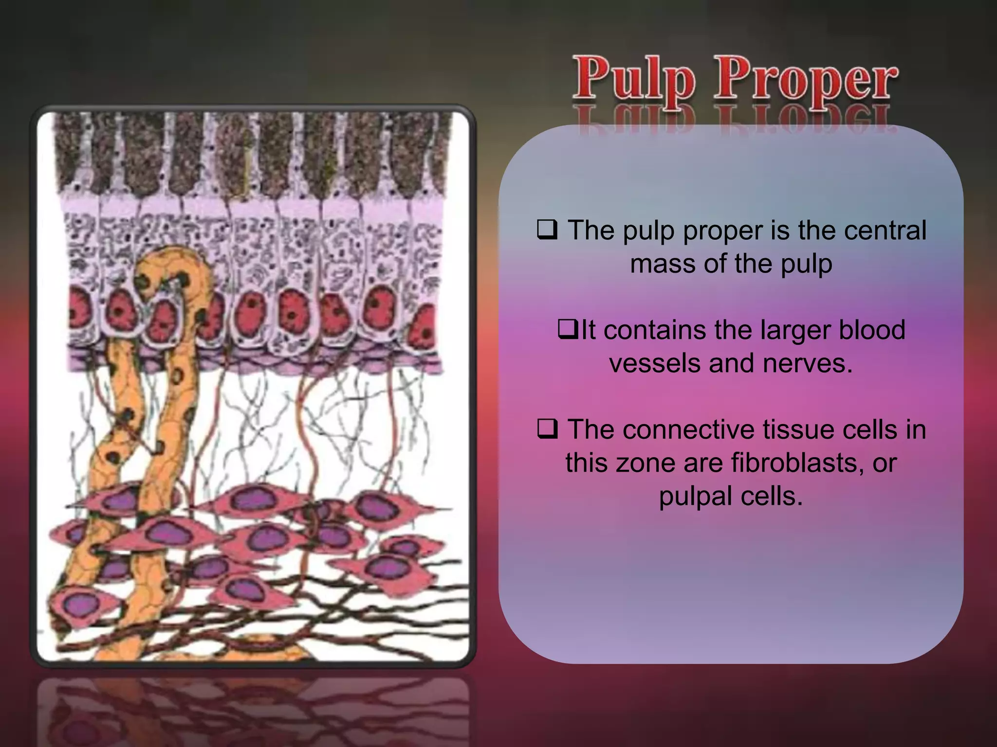  The pulp proper is the central 
mass of the pulp 
It contains the larger blood 
vessels and nerves. 
 The connective tissue cells in 
this zone are fibroblasts, or 
pulpal cells. 
 