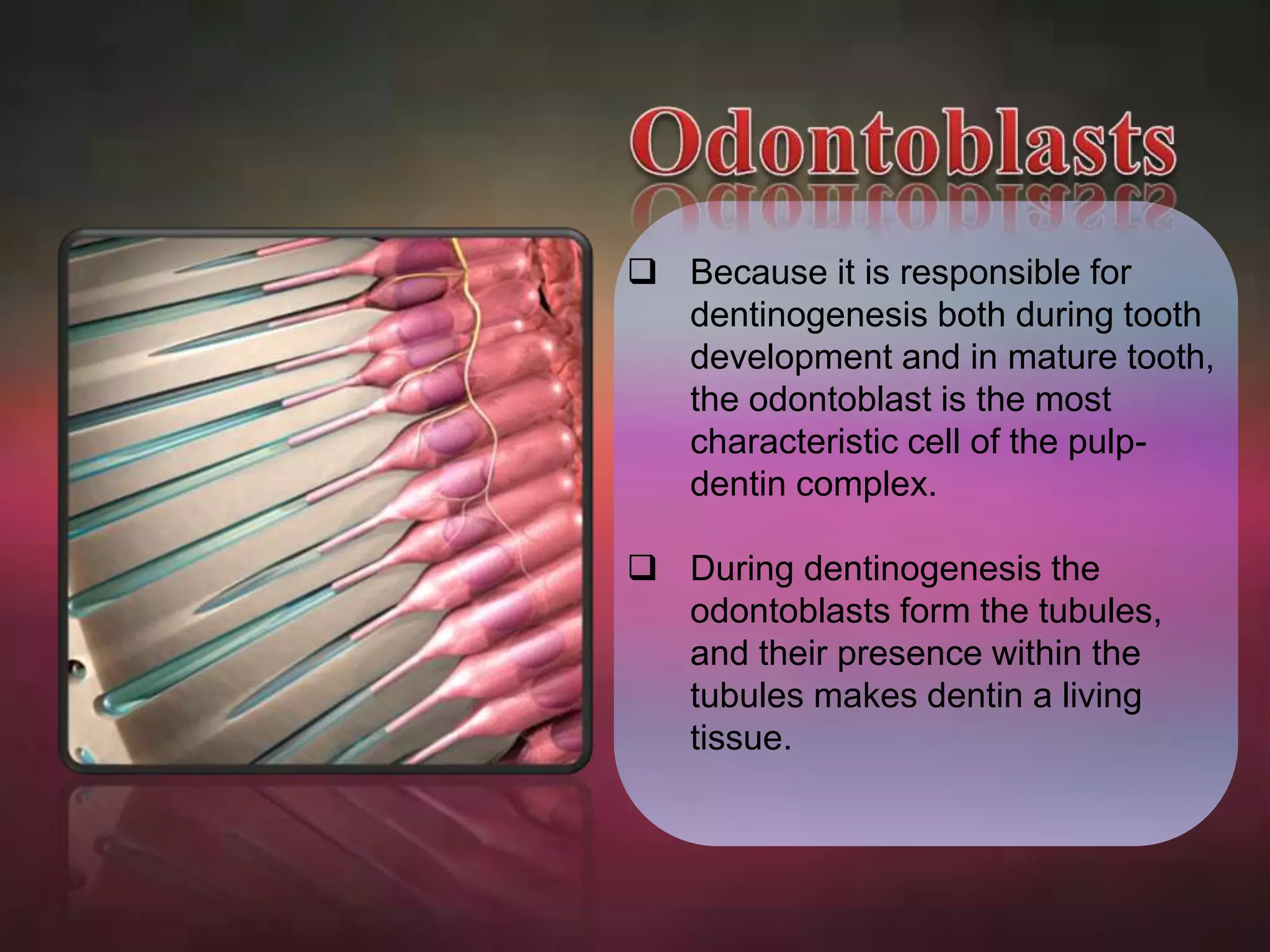  Because it is responsible for 
dentinogenesis both during tooth 
development and in mature tooth, 
the odontoblast is the most 
characteristic cell of the pulp-dentin 
complex. 
 During dentinogenesis the 
odontoblasts form the tubules, 
and their presence within the 
tubules makes dentin a living 
tissue. 
 