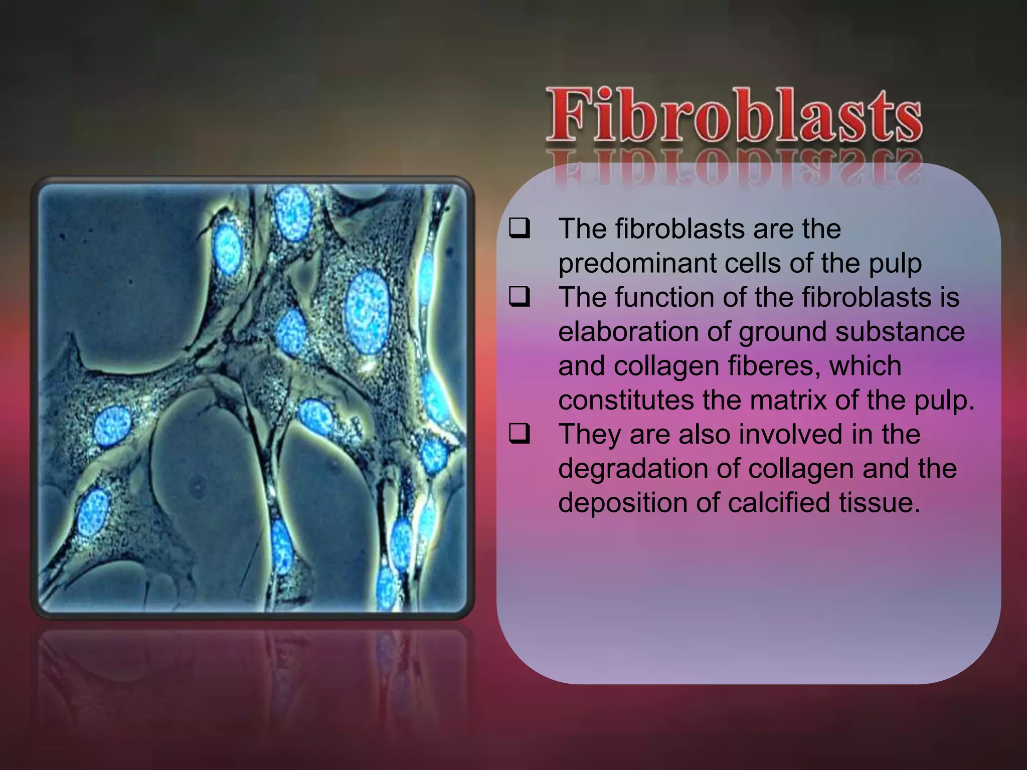  The fibroblasts are the 
predominant cells of the pulp 
 The function of the fibroblasts is 
elaboration of ground substance 
and collagen fiberes, which 
constitutes the matrix of the pulp. 
 They are also involved in the 
degradation of collagen and the 
deposition of calcified tissue. 
 