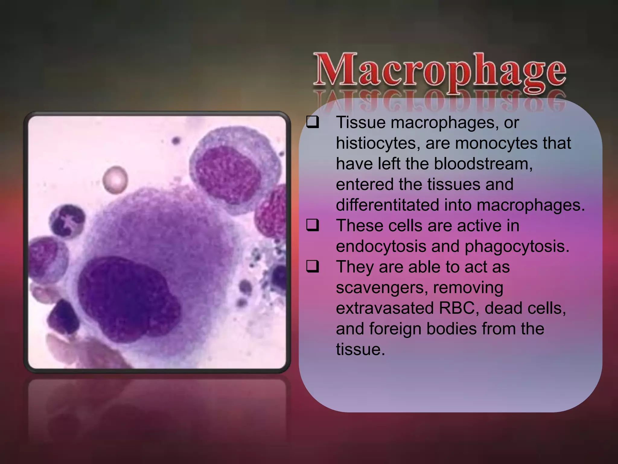  Tissue macrophages, or 
histiocytes, are monocytes that 
have left the bloodstream, 
entered the tissues and 
differentitated into macrophages. 
 These cells are active in 
endocytosis and phagocytosis. 
 They are able to act as 
scavengers, removing 
extravasated RBC, dead cells, 
and foreign bodies from the 
tissue. 
 