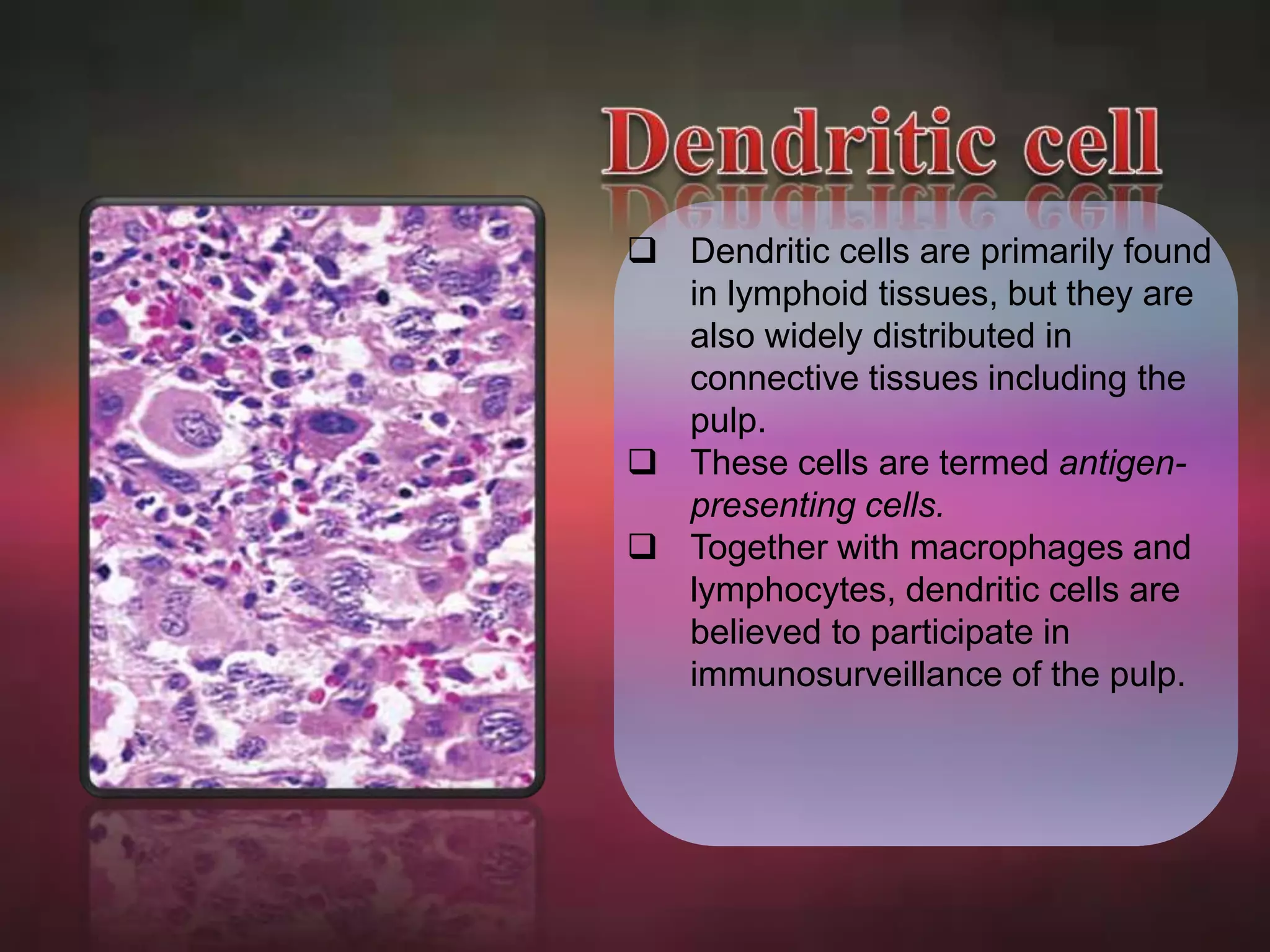  Dendritic cells are primarily found 
in lymphoid tissues, but they are 
also widely distributed in 
connective tissues including the 
pulp. 
 These cells are termed antigen-presenting 
cells. 
 Together with macrophages and 
lymphocytes, dendritic cells are 
believed to participate in 
immunosurveillance of the pulp. 
 