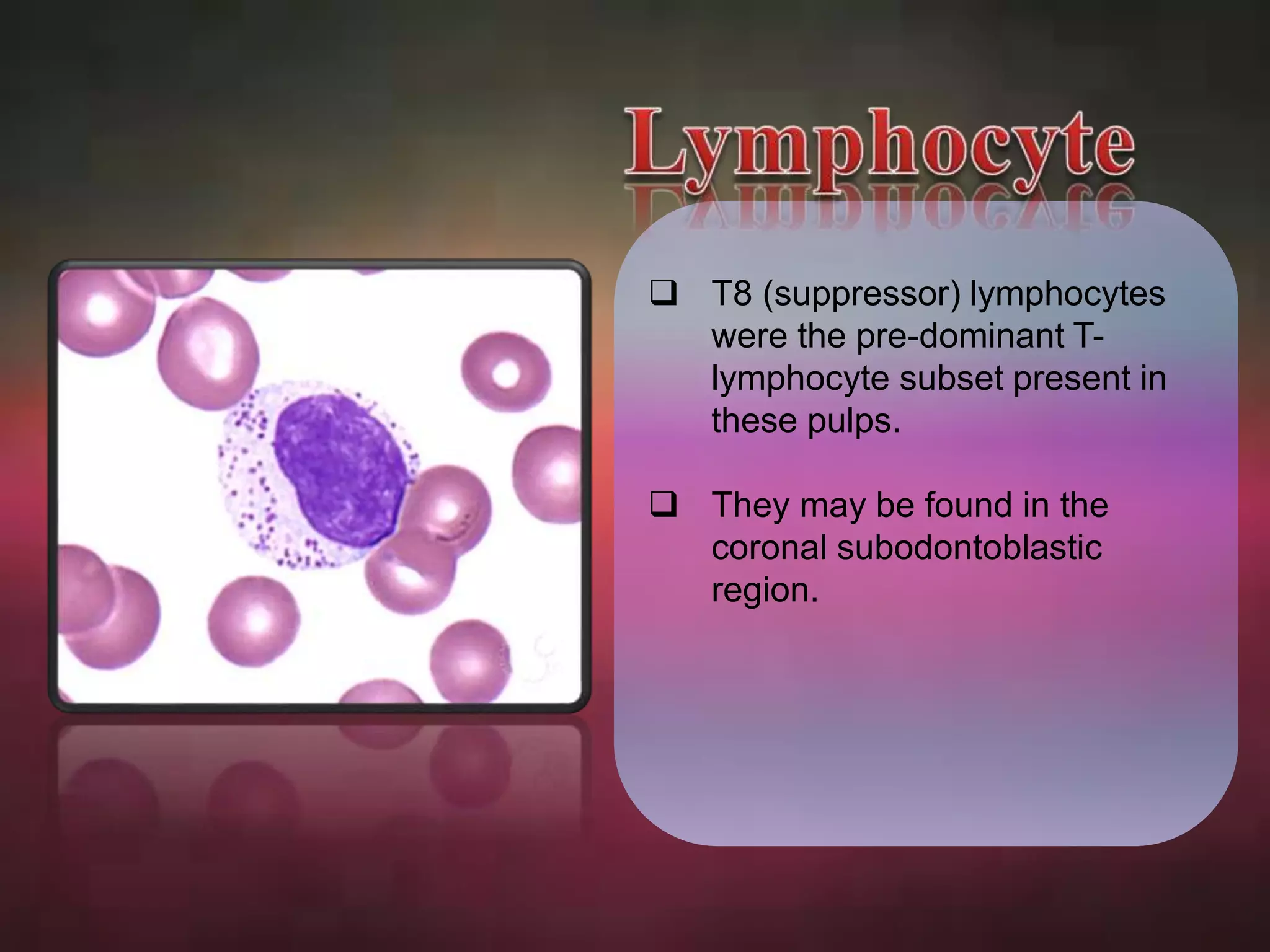  T8 (suppressor) lymphocytes 
were the pre-dominant T-lymphocyte 
subset present in 
these pulps. 
 They may be found in the 
coronal subodontoblastic 
region. 
 