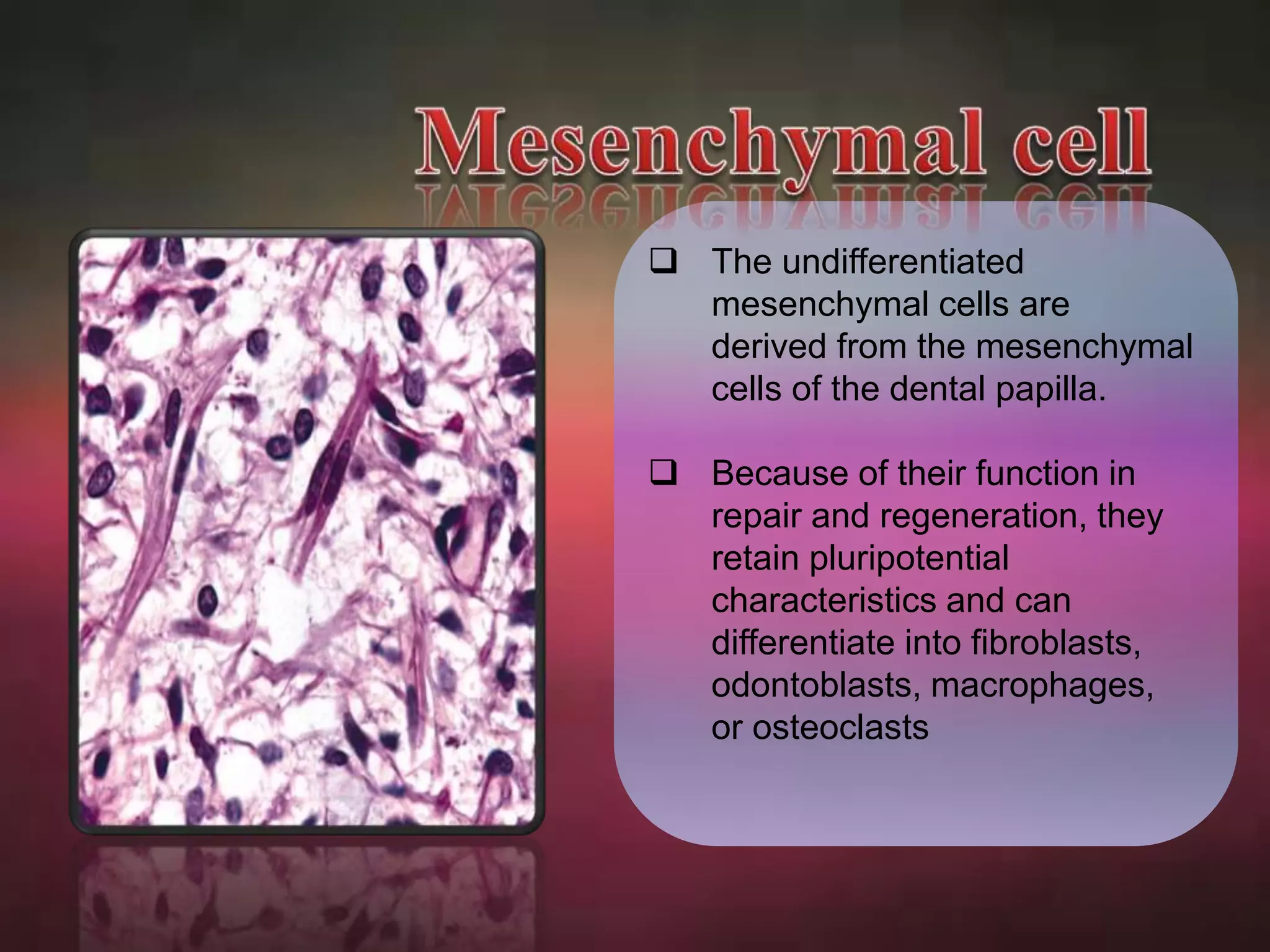  The undifferentiated 
mesenchymal cells are 
derived from the mesenchymal 
cells of the dental papilla. 
 Because of their function in 
repair and regeneration, they 
retain pluripotential 
characteristics and can 
differentiate into fibroblasts, 
odontoblasts, macrophages, 
or osteoclasts 
 